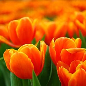 25 Orange Tulip Tubers for Planting Ornaments Perennial Garden Simple to Grow Pots Gifts