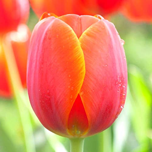 25 Orange Tulip Tubers for Planting Ornaments Perennial Garden Simple to Grow Pots Gifts