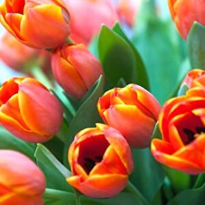 25 Orange Tulip Tubers for Planting Ornaments Perennial Garden Simple to Grow Pots Gifts