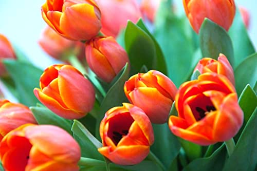 25 Orange Tulip Tubers for Planting Ornaments Perennial Garden Simple to Grow Pots Gifts