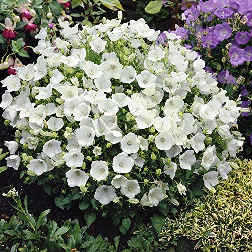 Outsidepride Bellflower Campanula Carpatica White Garden Flower Plant Seed - 10000 Seeds