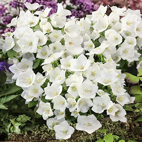 Outsidepride Bellflower Campanula Carpatica White Garden Flower Plant Seed - 10000 Seeds