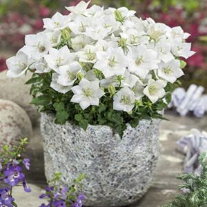 Outsidepride Bellflower Campanula Carpatica White Garden Flower Plant Seed - 10000 Seeds