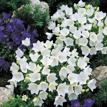 Outsidepride Bellflower Campanula Carpatica White Garden Flower Plant Seed - 10000 Seeds