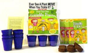 tickleme plant greenhouse garden kit grow the only house plant that closes its leaves and lowers it branches when you tickle it. unique nature or birthday science idea for kids