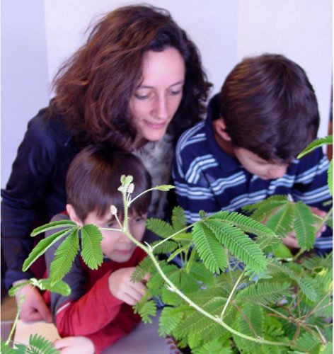 TickleMe Plant Greenhouse Garden Kit Grow The Only House Plant That Closes Its Leaves and Lowers It Branches When You Tickle It. Unique Nature or Birthday Science Idea for Kids