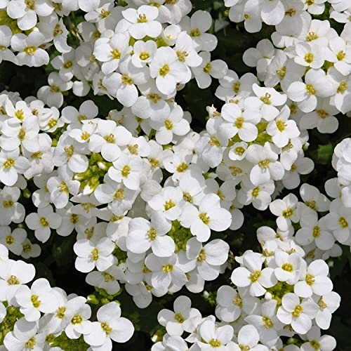 Rockcress Snow Peak Groundcover White Perennial Garden Non-GMO 200 Seeds