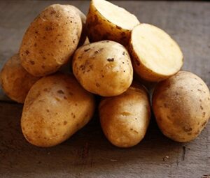 golden yukon nuggets heirloom potato seed 3 lbs virus free non gmo
