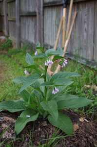 live organic comfrey plant – established and rooted plants – bocking 14 cultivar – comphrey – knitbone – by yumheart gardens