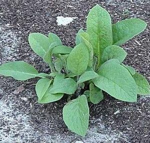 Live Organic Comfrey Plant - Established and Rooted Plants - Bocking 14 Cultivar - comphrey - knitbone - by Yumheart Gardens