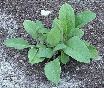 Live Organic Comfrey Plant - Established and Rooted Plants - Bocking 14 Cultivar - comphrey - knitbone - by Yumheart Gardens