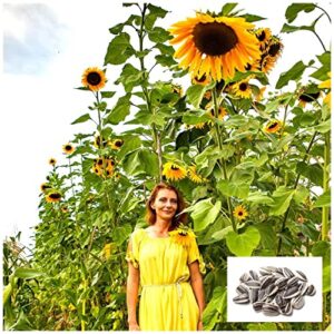 skyscraper sunflower seeds for planting | 20 seeds | rare, exotic garden seeds | huge 15-20 feet tall with giant sunflowers