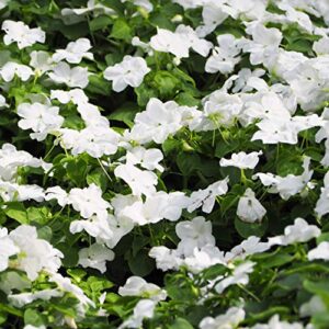 outsidepride vinca periwinkle white garden flower, ground cover, & container plants – 4000 seeds