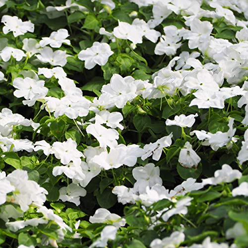 Outsidepride Vinca Periwinkle White Garden Flower, Ground Cover, & Container Plants - 4000 Seeds