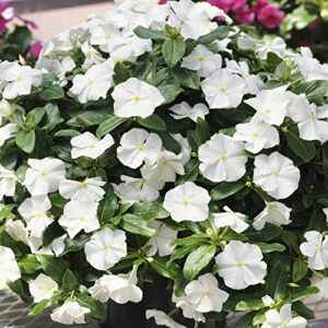 Outsidepride Vinca Periwinkle White Garden Flower, Ground Cover, & Container Plants - 4000 Seeds