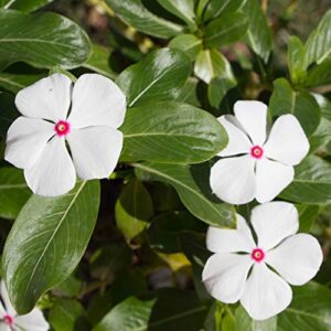 outsidepride periwinkle vinca bright eyes garden flowers & ground cover plants – 4000 seeds