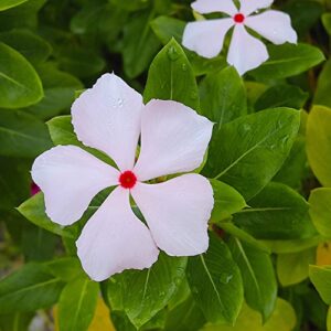 Outsidepride Periwinkle Vinca Bright Eyes Garden Flowers & Ground Cover Plants - 4000 Seeds