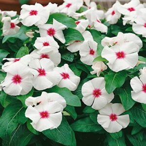 Outsidepride Periwinkle Vinca Bright Eyes Garden Flowers & Ground Cover Plants - 4000 Seeds