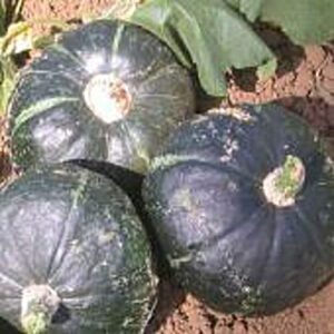 emerald strain buttercup squash seeds (20+ seeds) | non gmo | vegetable fruit herb flower seeds for planting | home garden greenhouse pack