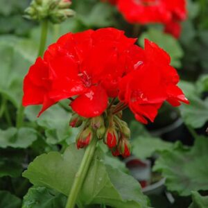 geranium red flower live plants garden well rooted plant, 4 to 6 inc tall plant