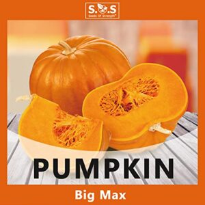 Planting 5 Individual Packets W/Garden Gift Box- Pumpkin, Big Max Pumpkin, Table Queen Squash, Straightneck Squash and Zucchini for Your Non GMO Heirloom Vegetable Garden (5 Variety Pumpkin Seeds)