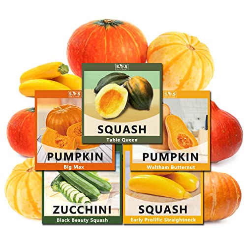 Planting 5 Individual Packets W/Garden Gift Box- Pumpkin, Big Max Pumpkin, Table Queen Squash, Straightneck Squash and Zucchini for Your Non GMO Heirloom Vegetable Garden (5 Variety Pumpkin Seeds)