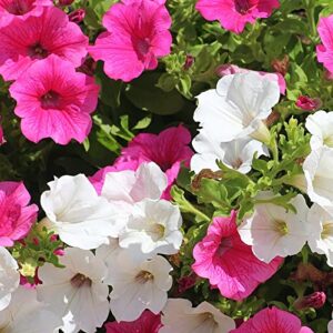 Petunia Seeds Perennial Annual Low Maintenance Showy Attracts Butterflies & Hummingbirds GMO Free Bed Border Edging Hanging Baskets Patio Container Outdoor 250Pcs Mixed Colors by YEGAOL Garden