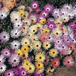 david’s garden seeds flower daisy livingstone pastel mix (multi) 200 non-gmo, open pollinated seeds