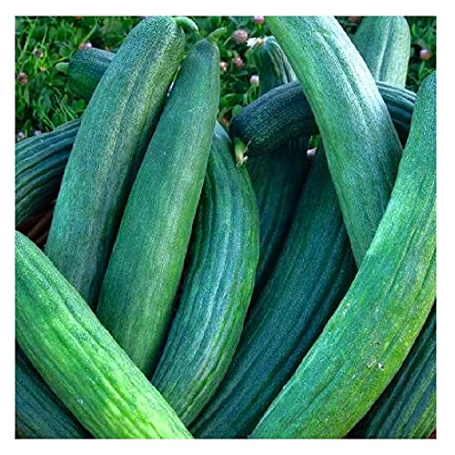 Instant Latch 50 Metki Dark Green Armenian Cucumber Seeds , Non-GMO , Fresh Garden Seeds