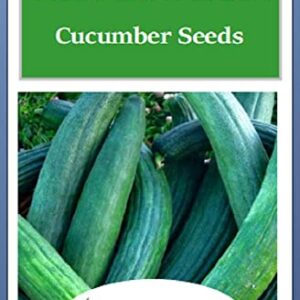 Instant Latch 50 Metki Dark Green Armenian Cucumber Seeds , Non-GMO , Fresh Garden Seeds