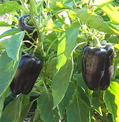 Purple Beauty Sweet Bell Pepper Seeds for Planting, 100+ Heirloom Seeds Per Packet, (Isla's Garden Seeds), Non GMO Seeds, Botanical Name: Capsicum annuum, Great Home Garden Gift