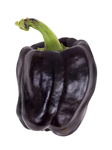 Purple Beauty Sweet Bell Pepper Seeds for Planting, 100+ Heirloom Seeds Per Packet, (Isla's Garden Seeds), Non GMO Seeds, Botanical Name: Capsicum annuum, Great Home Garden Gift