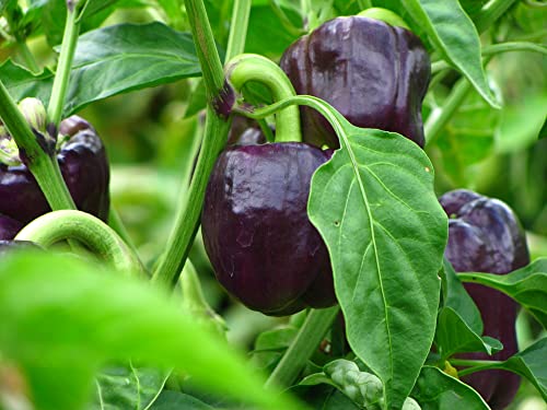 Purple Beauty Sweet Bell Pepper Seeds for Planting, 100+ Heirloom Seeds Per Packet, (Isla's Garden Seeds), Non GMO Seeds, Botanical Name: Capsicum annuum, Great Home Garden Gift