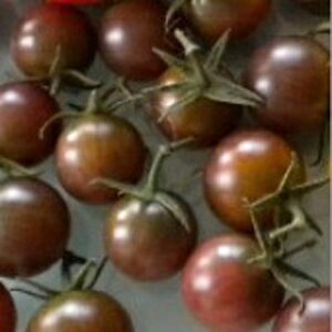 black cherry tomato seeds (20+ seeds) | non gmo | vegetable fruit herb flower seeds for planting | home garden greenhouse pack