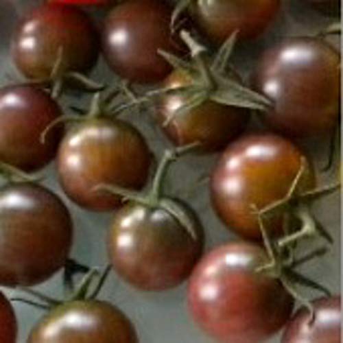 Black Cherry Tomato Seeds (20+ Seeds) | Non GMO | Vegetable Fruit Herb Flower Seeds for Planting | Home Garden Greenhouse Pack