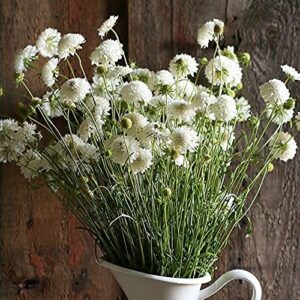 david’s garden seeds flower scabiosa snowmaiden (white) 50 non-gmo, heirloom seeds