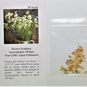 David's Garden Seeds Flower Scabiosa Snowmaiden (White) 50 Non-GMO, Heirloom Seeds