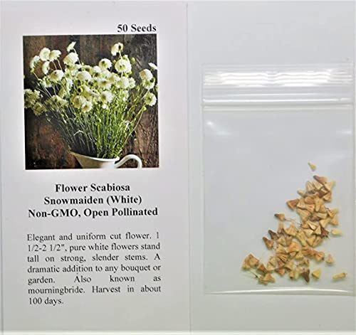 David's Garden Seeds Flower Scabiosa Snowmaiden (White) 50 Non-GMO, Heirloom Seeds