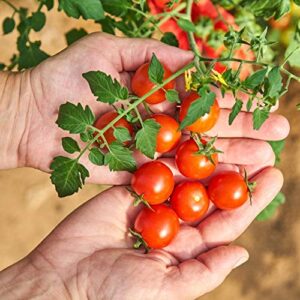 The Old Farmer's Almanac Heirloom Tomato Seeds (Large Red Cherry) - Approx 80 Seeds - Non-GMO, Open Pollinated