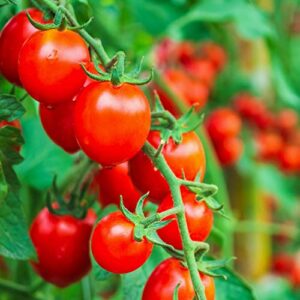 The Old Farmer's Almanac Heirloom Tomato Seeds (Large Red Cherry) - Approx 80 Seeds - Non-GMO, Open Pollinated