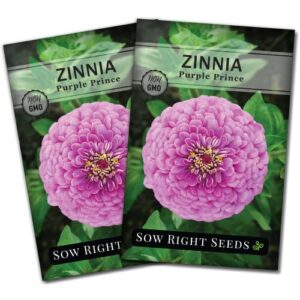 sow right seeds purple prince zinnia seeds – full instructions for planting, beautiful to plant in your flower garden; non-gmo heirloom seeds; wonderful gardening gifts (2)