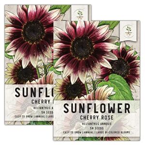seed needs, cherry rose sunflower seeds for planting (beautiful bi-color blooms great for cutting) twin pack of 50 seeds each – f1 hybrid