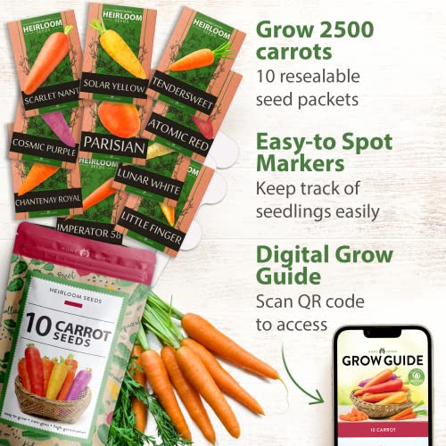 10 Heirloom Carrot Seeds - 2500+ Rainbow Carrot Seeds - High Germinating Vegetable Seeds Sourced in USA - Carrot Seeds for Planting Indoors or Outdoors Home Garden