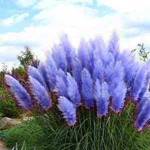 chuxay garden blue pampas grass-cortaderia selloana 100 seeds fast growing ornamental grass for landscaping or decoration decor tall privacy plant