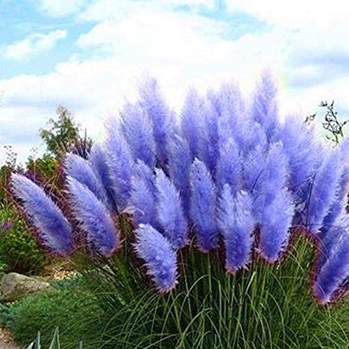 CHUXAY GARDEN Blue Pampas Grass-Cortaderia Selloana 100 Seeds Fast Growing Ornamental Grass for Landscaping or Decoration Decor Tall Privacy Plant