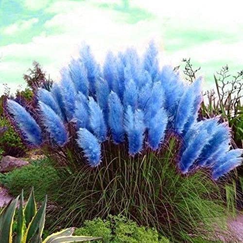 CHUXAY GARDEN Blue Pampas Grass-Cortaderia Selloana 100 Seeds Fast Growing Ornamental Grass for Landscaping or Decoration Decor Tall Privacy Plant