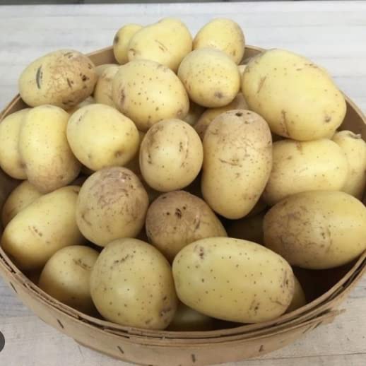 Yukon Gold Seed Potato, Yukon Gold Seed Potatoes, 5 lbs Planting Ornaments Garden Perennials Simple to Grow Pots Gift