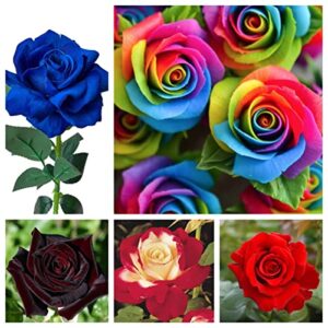 300+ mix rose seeds for planting – rainbow, black, blue, multicolor variety mixed rose flower seed – garden heirloom perennial non-gmo flowers