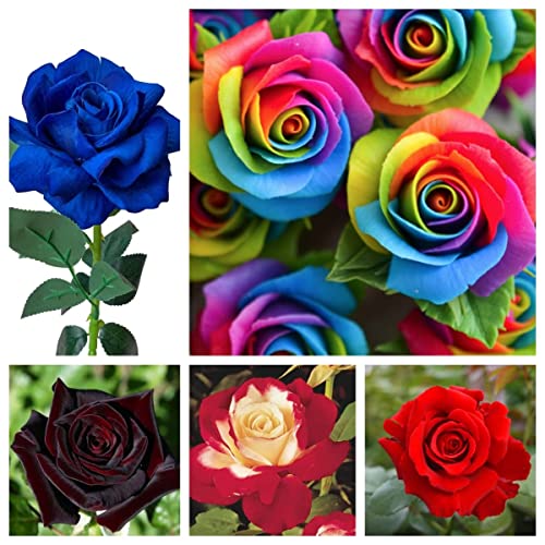 300+ Mix Rose Seeds for Planting - Rainbow, Black, Blue, Multicolor Variety Mixed Rose Flower Seed - Garden Heirloom Perennial Non-GMO Flowers