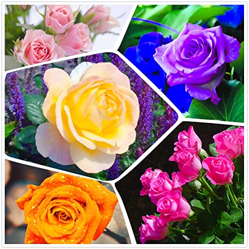 300+ Mix Rose Seeds for Planting - Rainbow, Black, Blue, Multicolor Variety Mixed Rose Flower Seed - Garden Heirloom Perennial Non-GMO Flowers